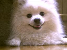 事務所の看板犬レオ君